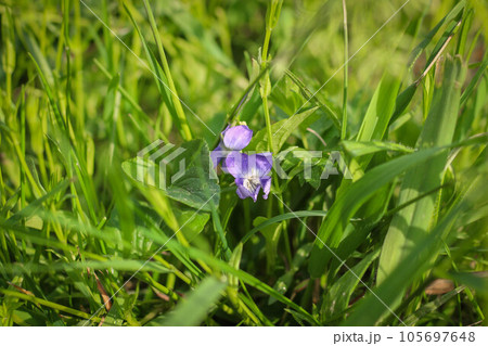 Viola odorata blooming in the grass.flowers in the meadow. 105697648