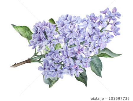 Branch of purple lilac. Watercolor botanical illustration. Hand drawn clipart isolated on a white background. Inflorescence of a shrub. Spring flowers with a pleasant fragrance. For stickers, prints Branch of purple lilac. Watercolor botanical illustration. Hand drawn clipart isolated on a white background. Inflorescence of a shrub. Spring flowers with a pleasant fragrance. For stickers, prints 105697735