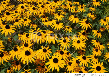 満開のルドベキア 満開のルドベキア 105697750