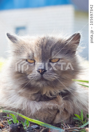 Gray fluffy cat lying on the grass Gray fluffy cat lying on the grass 105697842