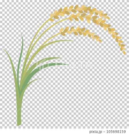 Ear of rice Harvest of rice Ear of rice Harvest of rice 105698159