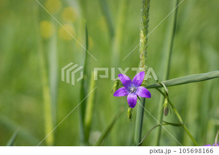 Campanula purple flower on a green background close up Campanula purple flower on a green background close up 105698166