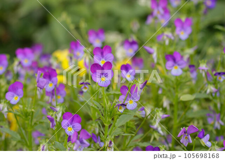 Wild pansies, viola tricolor, also known as johnny jump up. Wild pansies, viola tricolor, also known as johnny jump up. 105698168