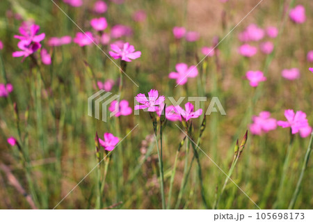 Dianthus borbasii vandas, dianthus deltoides blooming in the meadow. Dianthus borbasii vandas, dianthus deltoides blooming in the meadow. 105698173