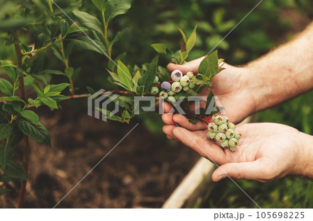 Man farmer hand holding green blueberry berries branch from bush at garden or fruit organic farm field. Showing and presenting future harvest, care about plant. Food plantation, orchard, BIO viands 105698225
