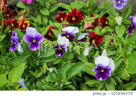 Wild pansies, viola tricolor, also known as johnny jump up. Wild pansies, viola tricolor, also known as johnny jump up. 105698379