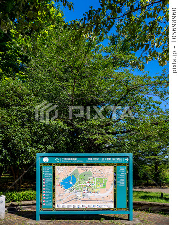 上野恩賜公園案内図と木々の緑（縦位置・下寄せ） 105698960