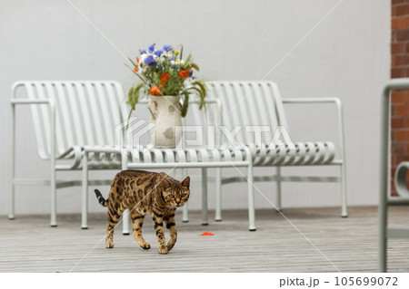 Curious Bengal cat exploring area around house. Domestic pet walking and hunting outdoors on summer day. 105699072