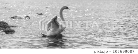 White wild swans swimming in the Baltic sea. Black and white photograph White wild swans swimming in the Baltic sea. Black and white photograph 105699087