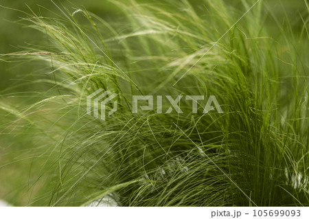 Feather grass found as ornamental plants in the garden design. Feather grass found as ornamental plants in the garden design. 105699093