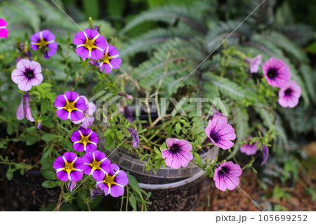 Calibrachoa purple and lilac blooming in garden. Calibrachoa purple and lilac blooming in garden. 105699252