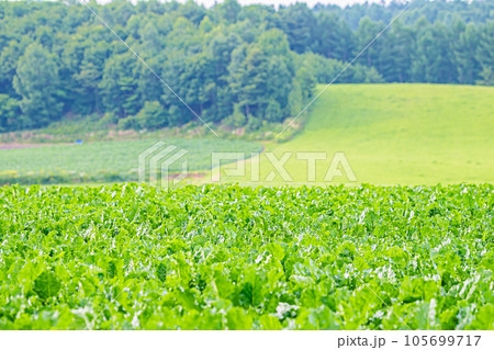 夏の富良野の風景 夏の富良野の風景 105699717