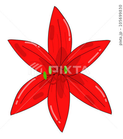 red flower isolated on white	 105699830