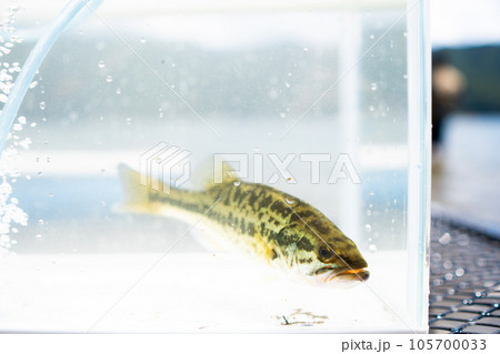 水槽の中のブラックバス 水槽の中のブラックバス 105700033