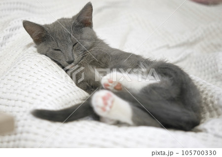 Portrait of Funny Gray Kitten Lying on White Textile. Sleepy Favorite Pet. Copy Space. Young Cat Looking at Camera. Happy Little Cat Lovely Resting. Love to Animals. Caressing a Kitty Close up Portrait of Funny Gray Kitten Lying on White Textile. Sleepy Favorite Pet. Copy Space. Young Cat Looking at Camera. Happy Little Cat Lovely Resting. Love to Animals. Caressing a Kitty Close up 105700330