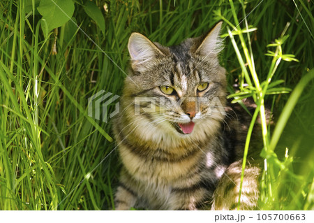 Cat languishes in the heat lying on the ground with its tongue out. Tabby domestic cat on a walk outdoors. The cat is sitting in green grass with open mouth. Walk with a pet cat summer heat. 105700663