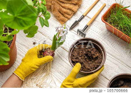 Female Hands Repotting Houseplants. Top View of Gardener is Holding a Sprout of Purple Hyacinth. Gardening Tools, Plants and Soil on White Wooden Table. Potted Plant Care at Home. Urban jungle Caring 105700666