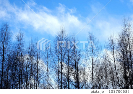 The branches of a tree without leaves sway in the wind. Branches of a tree. Blue sky with clouds. Weather forecast. Climatic conditions. Nature. Forest in winter. Clear cloudless blue sky. Tall trees 105700685