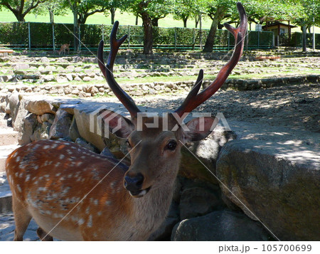 鹿 シカ しか 105700699