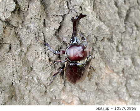 木に登るカブトムシ 105700968