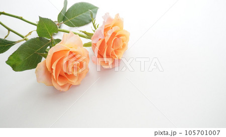 オレンジ色のバラの花 105701007