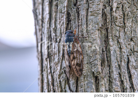日本の横浜都市景観 立秋。猛烈な暑さが続くが、街中のセミは早くも低いところに…＝8月8日、横浜市内 105701839
