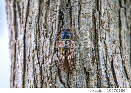 日本の横浜都市景観 立秋。猛烈な暑さが続くが、街中のセミは早くも低いところに…＝8月8日、横浜市内 105701864