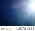 伊豆ダイビングで見るイワシの稚魚の群れ 105701955
