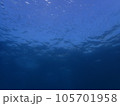 伊豆ダイビングで見るイワシの稚魚の群れ 105701958