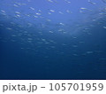伊豆ダイビングで見るイワシの稚魚の群れ 105701959