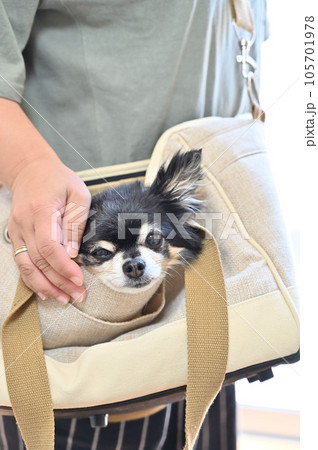 キャリーバッグの中でリラックスするチワワと飼い主の女性 キャリーバッグの中でリラックスするチワワと飼い主の女性 105701978