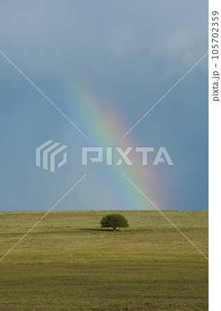 Landscape with typical tree of the Pampas plain, La Pampa Province, Patagonia , Argentina. 105702359