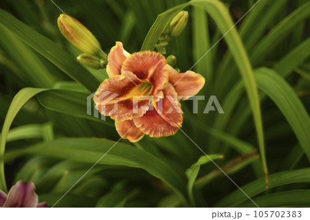 A bright orange lily in the garden. Red lily. Beautiful lily flowers. A bright orange lily in the garden. Red lily. Beautiful lily flowers. 105702383