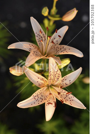 Yellow and red lilies in the summer garden. Large lily flowers. 105702388