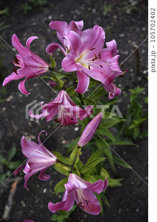Red and white lily flowers. Red lilies. A beautiful bouquet of lilies. 105702402