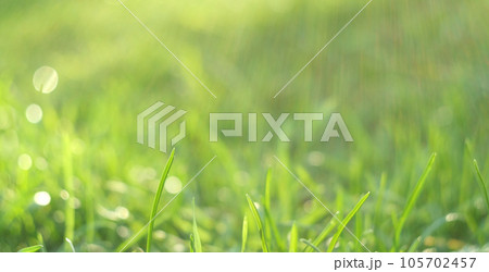 Juicy and bright green grass in sunlight. Close up. Green lawn background. The texture of new grass growing in a field. Abstract natural backdrop with beauty blurred bokeh. Selective focus. Macro Juicy and bright green grass in sunlight. Close up. Green lawn background. The texture of new grass growing in a field. Abstract natural backdrop with beauty blurred bokeh. Selective focus. Macro 105702457