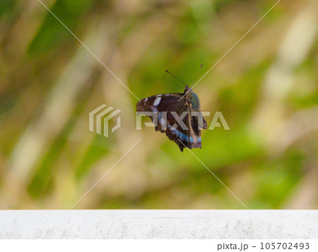 飛んでいるルリタテハ 飛んでいるルリタテハ 105702493