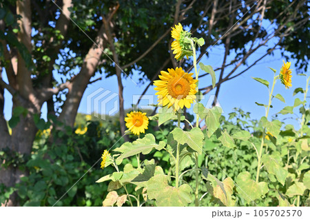 ひまわり畑 埼玉県蓮田市根金 (蓮田ひまわり畑) ひまわり畑 埼玉県蓮田市根金 (蓮田ひまわり畑) 105702570