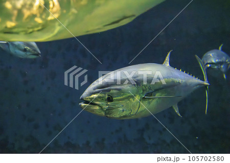 クロマグロ(ホンマグロ) 105702580