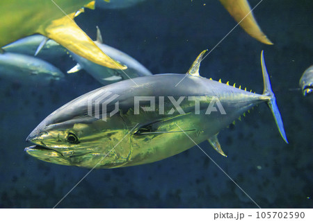 クロマグロ(ホンマグロ) 105702590