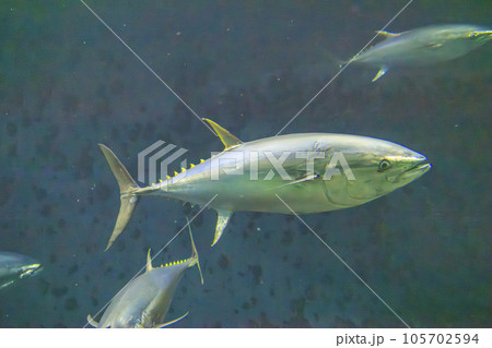 クロマグロ(ホンマグロ) 105702594