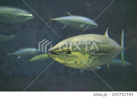 クロマグロ(ホンマグロ) 105702595