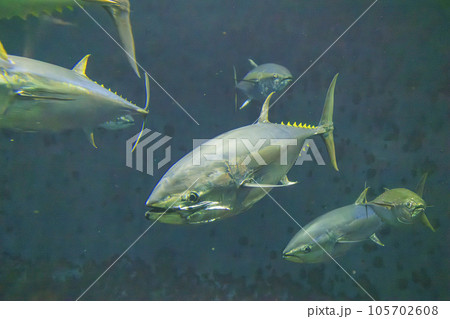 クロマグロ(ホンマグロ) 105702608