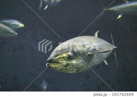 クロマグロ(ホンマグロ) クロマグロ(ホンマグロ) 105702609