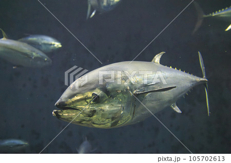 クロマグロ(ホンマグロ) クロマグロ(ホンマグロ) 105702613