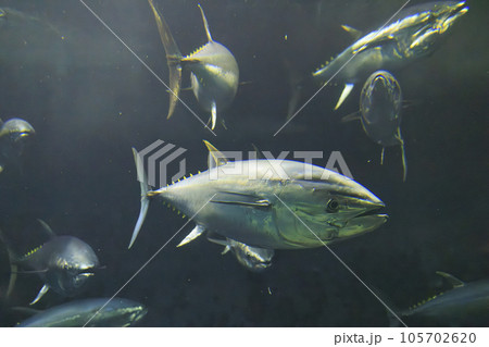 クロマグロ(ホンマグロ) クロマグロ(ホンマグロ) 105702620