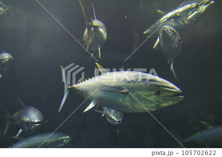 クロマグロ(ホンマグロ) 105702622