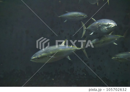 クロマグロ(ホンマグロ) 105702632