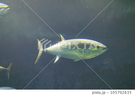 クロマグロ(ホンマグロ) 105702635