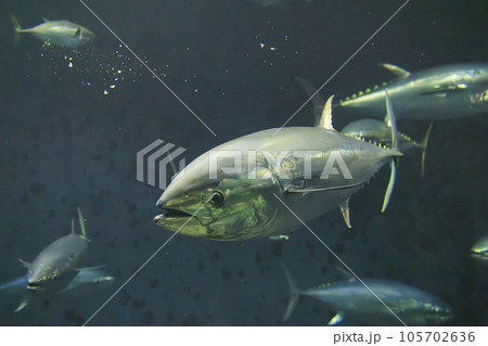 クロマグロ(ホンマグロ) 105702636